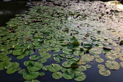 Lotus leaves floating on water in lake