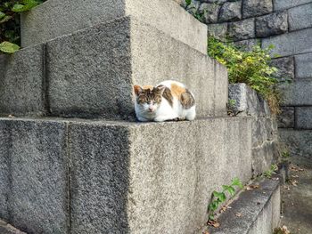 Cat lying down on retaining wall