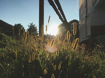 Plants growing on field against sky during sunset