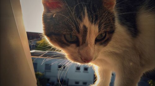 Close-up portrait of cat