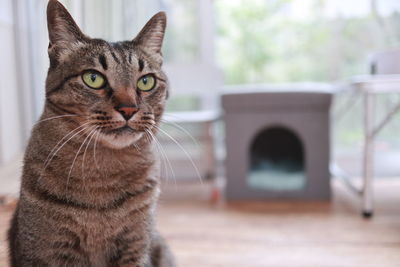 Close-up portrait of a cat