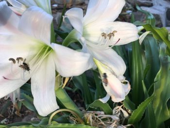 Close-up of white flowers blooming outdoors