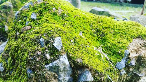 Close-up of moss growing on rock