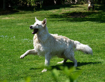 Full length of a dog running on field