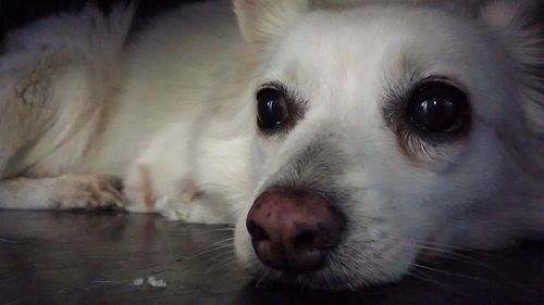 Portrait of a dog