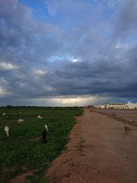 Cows grazing on field by sea against sky