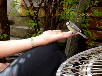 High angle view of person hand holding plant