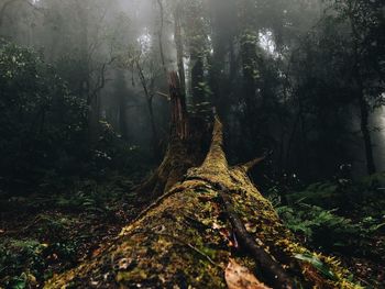 Panoramic view of trees in forest