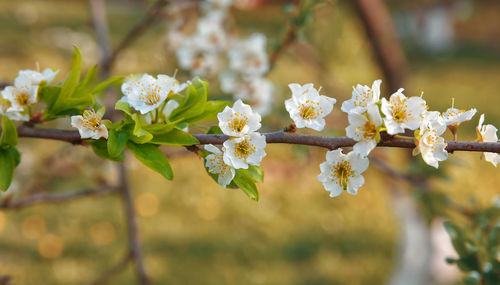 Close-up of white cherry blossom on tree