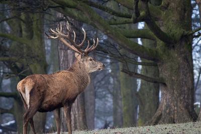 Deer in a forest