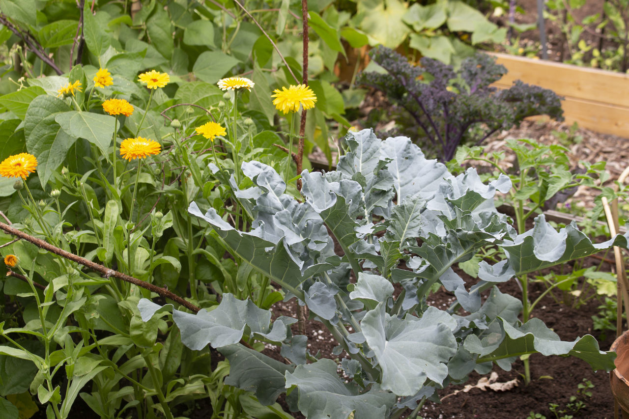 CLOSE-UP OF FLOWERING PLANT ON FIELD