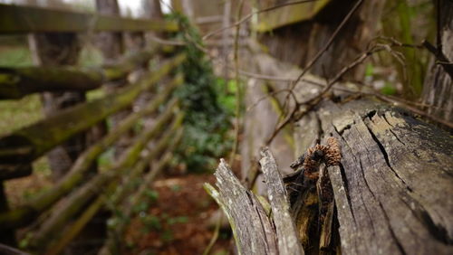 Close-up of tree stump