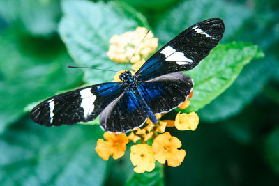 Close-up of butterfly pollinating on flower