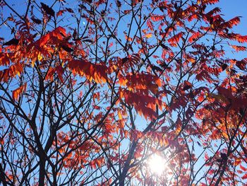 Low angle view of trees against sky