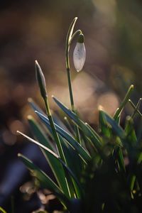 Close-up of green plant on field