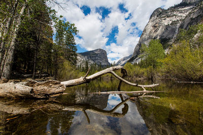 Scenic view of trees in forest against sky