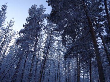 Low angle view of pine trees in forest during winter