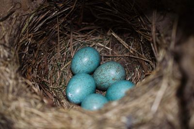 High angle view of eggs in nest