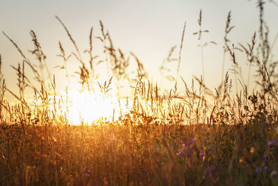 Sunset through the grass in the field