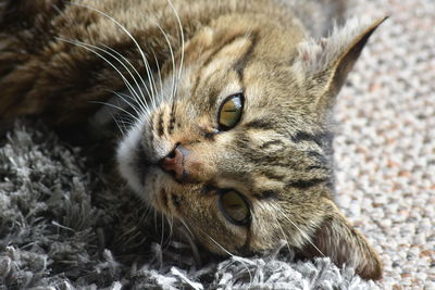 Close-up portrait of a cat