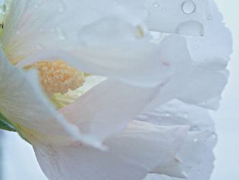 Close-up of white flowers