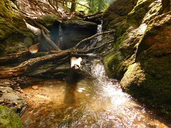 Stream flowing through rocks