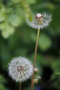 Close-up of dandelion flower