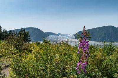 Purple flowering plants by mountains against sky