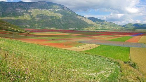 Scenic view of agricultural field against sky