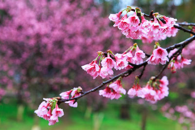 Close-up of pink flowers blooming on tree