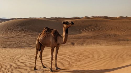 View of a desert