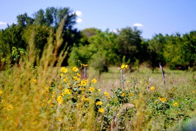 Scenic view of flowering plants on field against trees