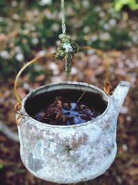 Close-up of potted plant in garden