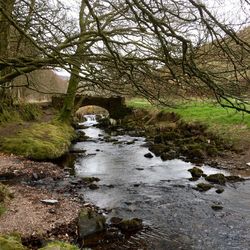 Stream flowing through a forest