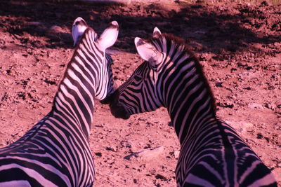 High angle view of zebras standing at zoo