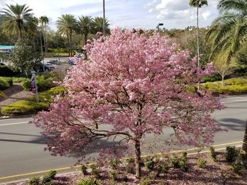 Pink flowers on tree