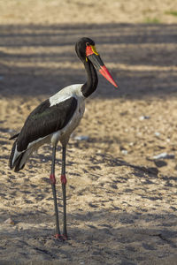 Bird on a field