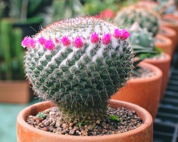 Cactus flower