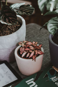 High angle view of potted plant on table