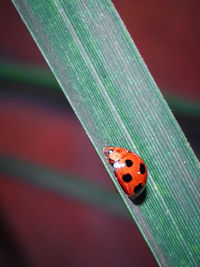 Close-up of ladybug on leaf