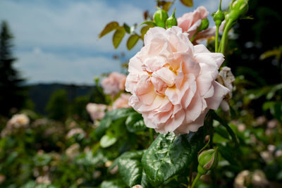 Close-up of white flowering plant