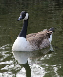 Duck swimming in lake