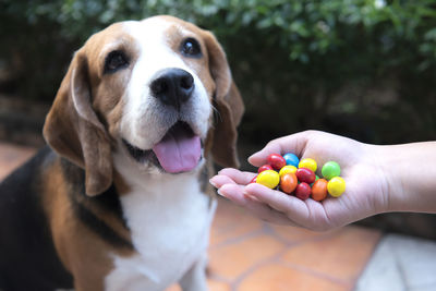 People are feeding dogs with chocolate. these foods are forbidden for dogs