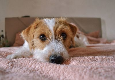 Close-up portrait of dog resting at home