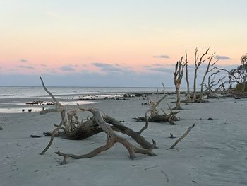 Dead plant on beach against sky during sunset