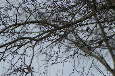 Low angle view of bare tree against sky