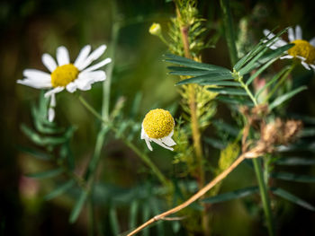 Close-up of yellow flowering plant