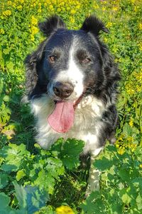 Portrait of dog sticking out tongue