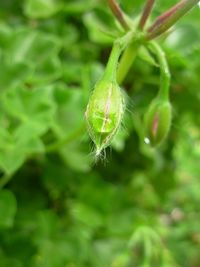 Close up of leaves