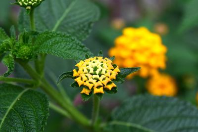 Close-up of butterfly pollinating on flower